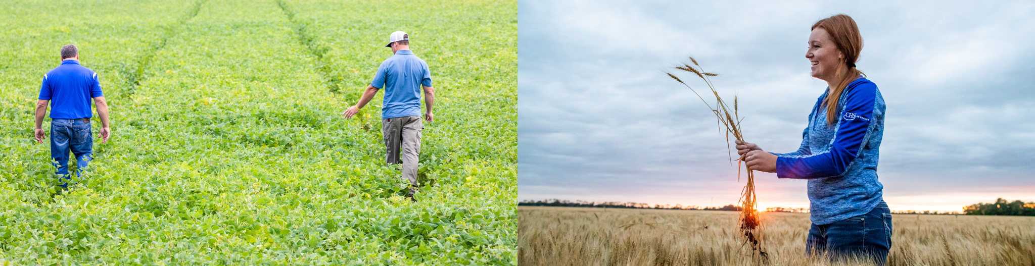 Side-by-side of two men walking through a green field and woman inspecting a wheat stalk