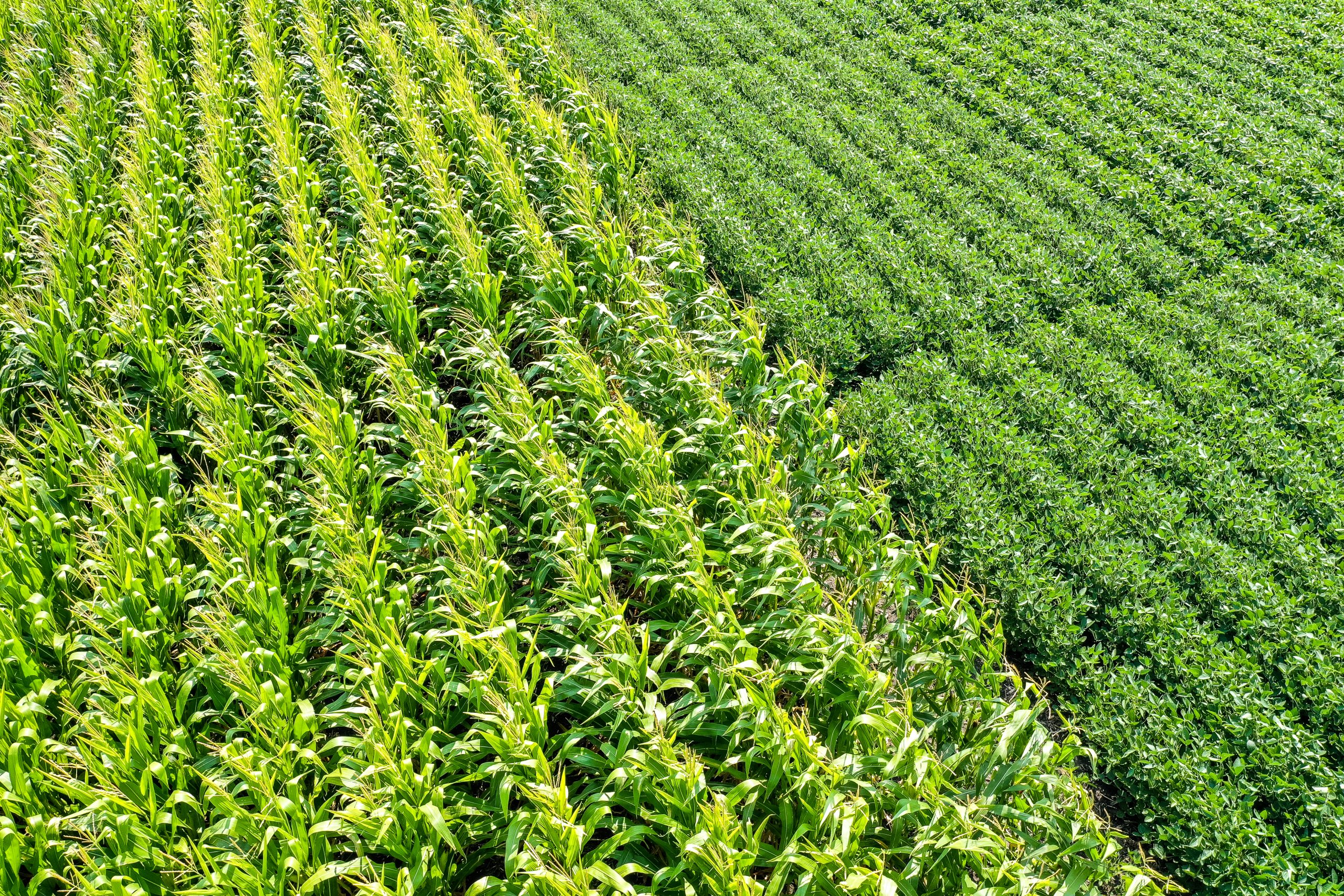 Corn and soybean fields beside one another