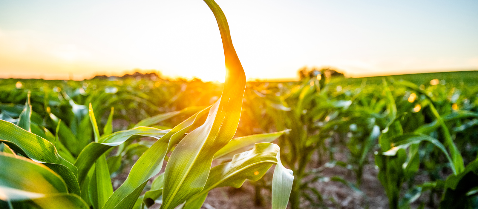 Midsize crops growing in a field