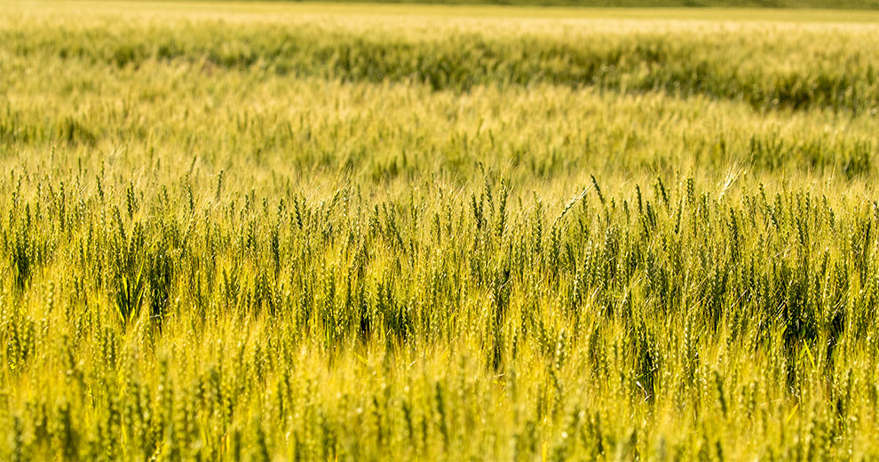 Wheat field